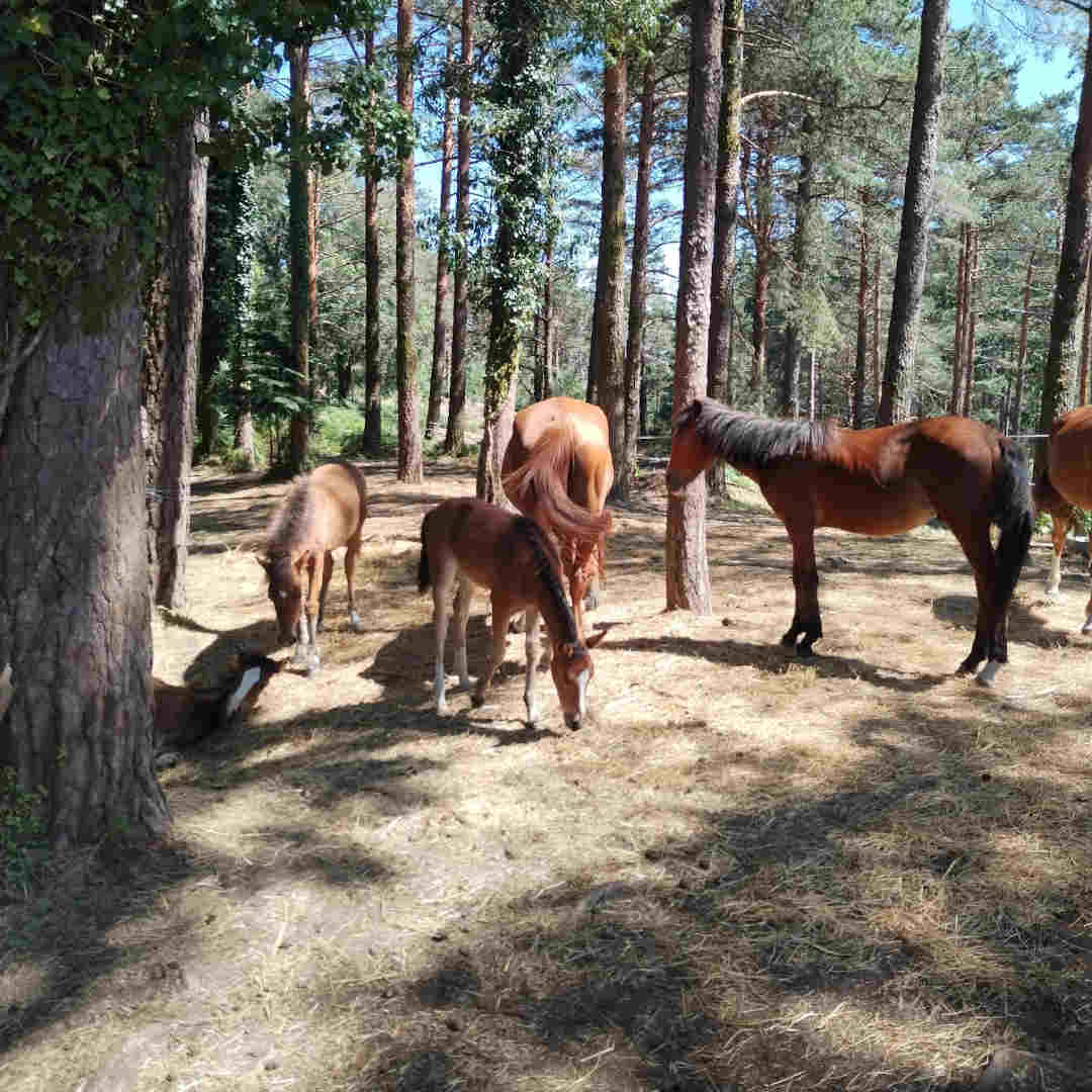 offline hotel Sober Reisen und Digital Detox in Portugal Nationalpark Peneda-Gerês