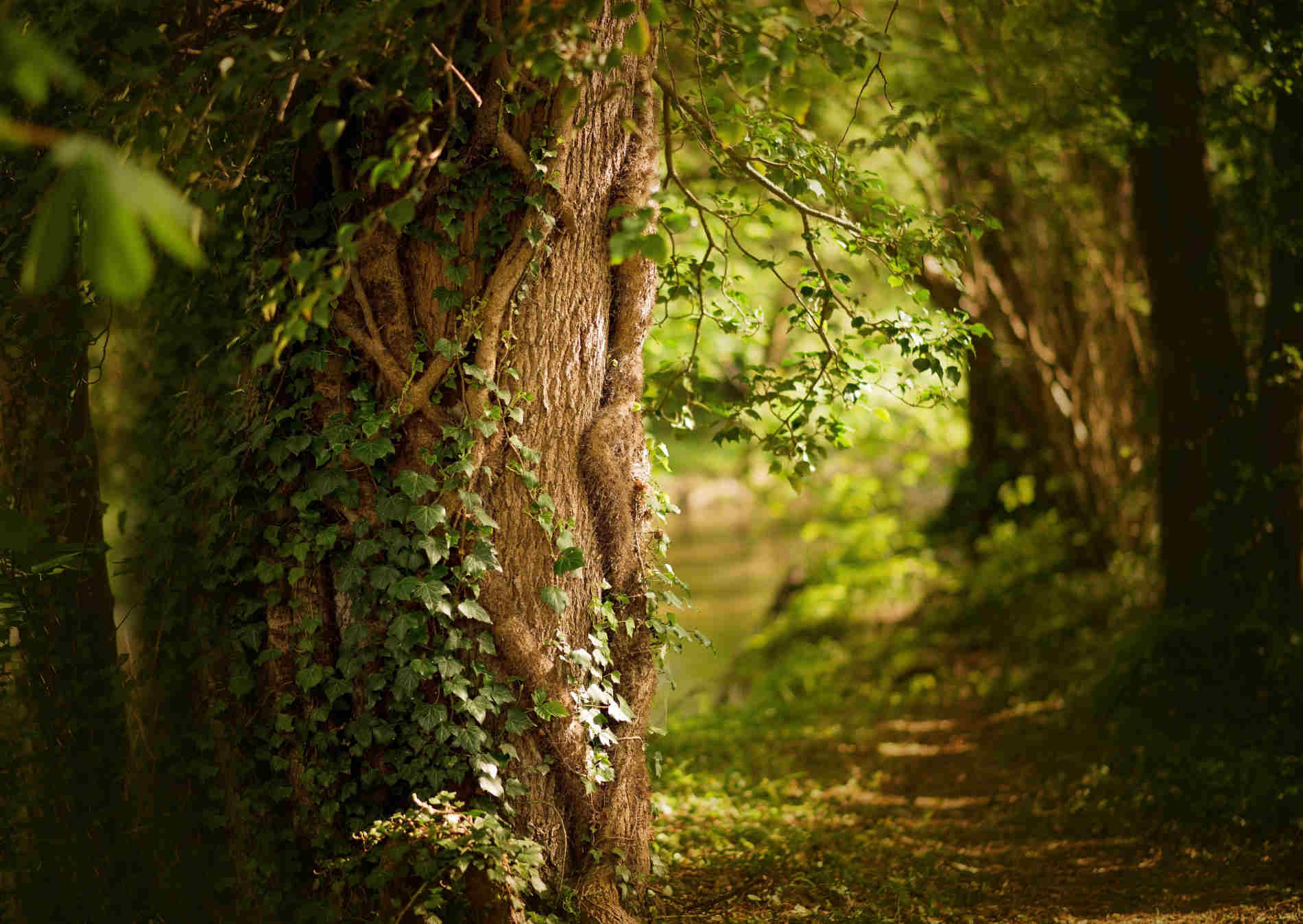 THE OFFLINE HOTEL Natur als Gegenpol